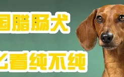 德国腊肠犬怎么看纯不纯