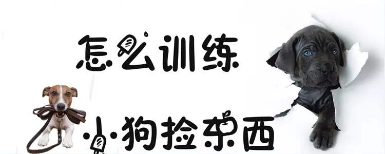 怎么训练小狗捡东西