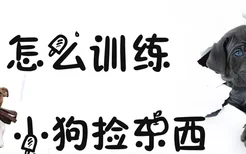 怎么训练小狗捡东西