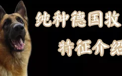 纯种德国牧羊犬有什么特征