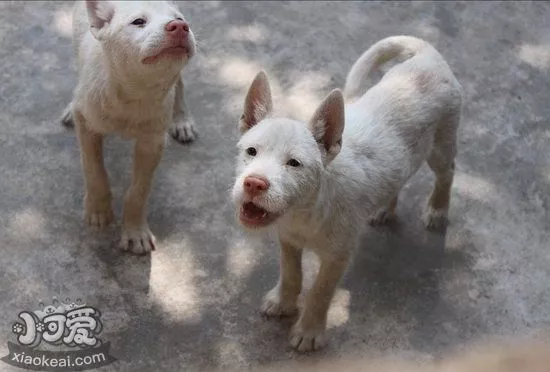 下司犬怀孕几个月生 下司犬怀孕后多久生产1