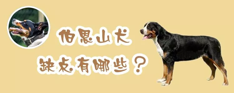 伯恩山犬缺点有哪些