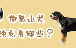 伯恩山犬缺点有哪些