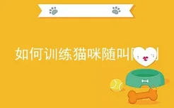 如何训练猫咪随叫随到