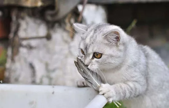 猫尿结石怎么自己处理 这几点主人要知道