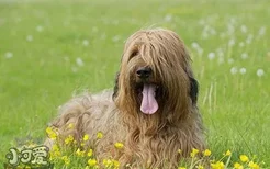 伯瑞犬吃什么狗粮好 布雷猎犬狗粮选择技巧