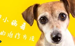 犬细小病毒的治疗方法