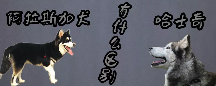 阿拉斯加犬跟哈士奇有什么区别