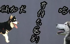 阿拉斯加犬跟哈士奇有什么区别