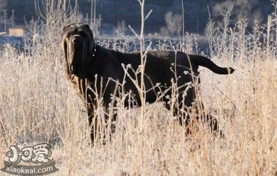 扭玻利顿犬怀孕期间怎么照顾 扭玻利顿犬怀孕护理方法1