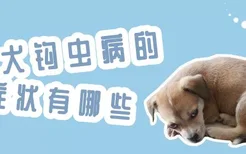 犬钩虫病的症状有哪些