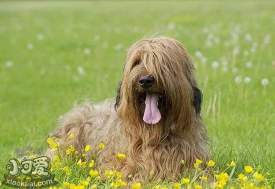 伯瑞犬怎么驱虫 布雷猎犬寄生虫防治方法1