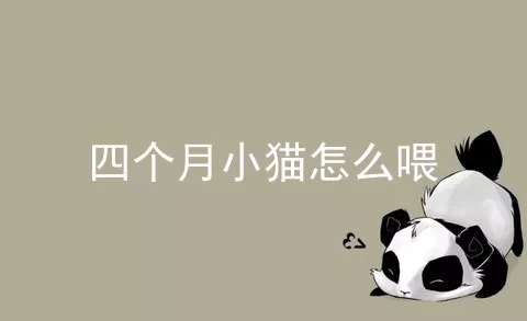 四个月小猫怎么喂