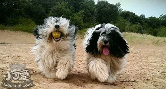 波兰低地牧羊犬发情怎么办 波兰低地牧羊犬发情护理经验