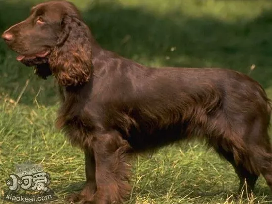 美国水猎犬怀孕怎么护理 美国水猎犬孕期护理心得