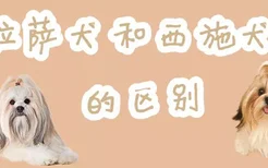 拉萨犬和西施犬的区别