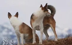 挪威伦德猎犬感冒怎么办 挪威伦德猎犬感冒处理方法