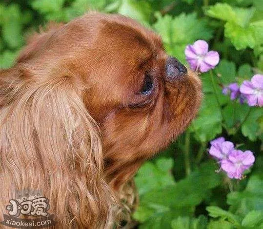 英国玩具猎鹬犬怎么训练不乱叫