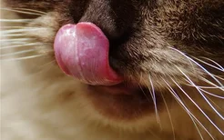 这四种水果猫咪不能吃 喂食猫咪一定要把籽去了