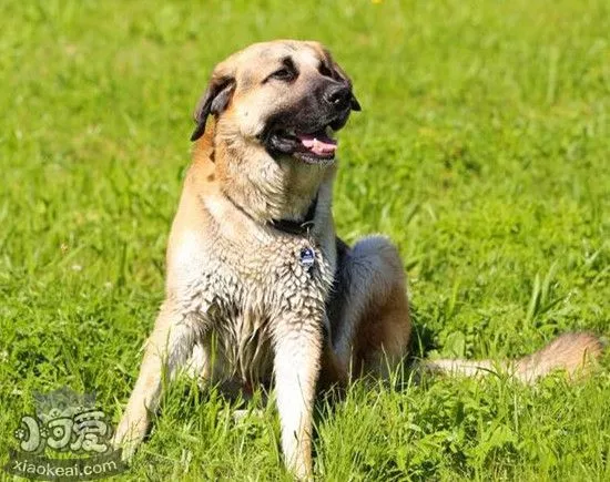 安纳托利亚牧羊犬怀孕初期症状介绍