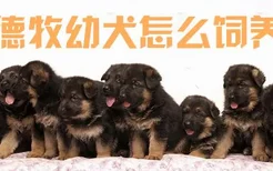 德牧幼犬怎么饲养