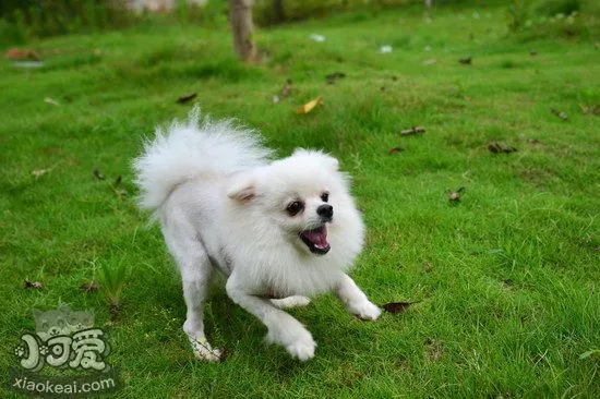 博美犬怀孕症状有哪些 博美犬怀孕初期症状介绍1