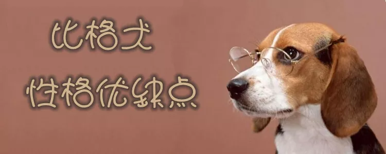 比格犬性格优缺点有哪些 比格犬优点缺点介绍