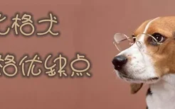 比格犬性格优缺点有哪 不怕生爱亲近但叫声大