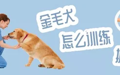 金毛犬怎么训练握手