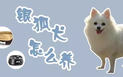 银狐犬怎么养