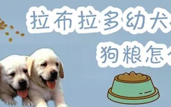 拉布拉多幼犬狗粮怎么喂