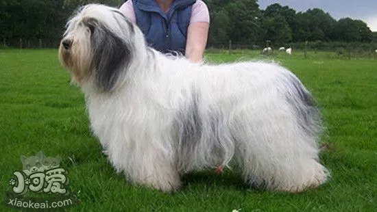 波兰低地牧羊犬什么时候绝育好 波兰低地牧羊犬绝育优缺点