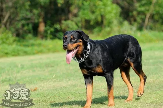 罗威纳犬吃什么 罗威纳犬饲养要点