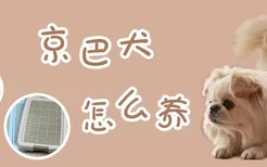 京巴犬怎么养