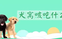 犬窝咳吃什么药