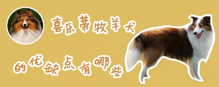 喜乐蒂牧羊犬的优缺点有哪些