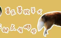 喜乐蒂牧羊犬优缺点有哪些