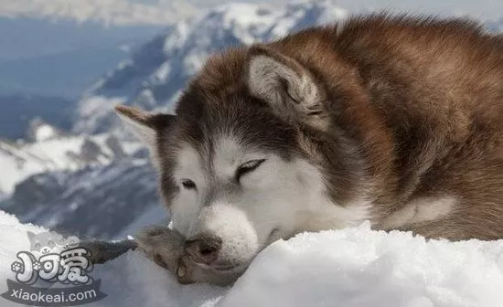 阿拉斯加雪橇犬母犬什么时候发情护理心得1