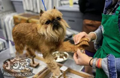 布鲁塞尔格里芬犬怎么训练