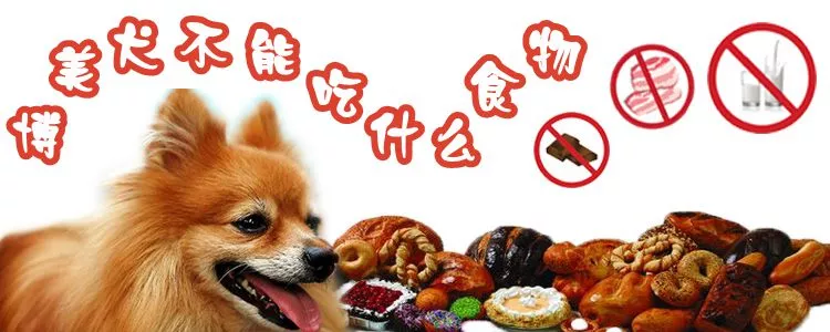 博美犬不能吃什么食物1