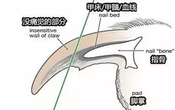 自己在家怎么给狗狗剪指甲 图解告诉你剪哪里！