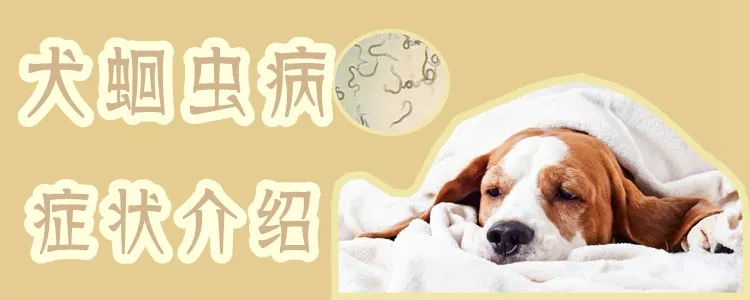 犬蛔虫病症状有哪些