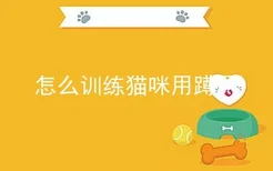 怎么训练猫咪用蹲厕