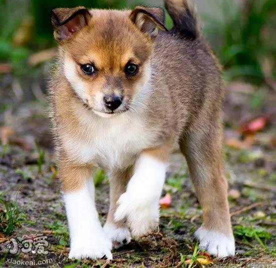 挪威伦德猎犬牙齿怎么护理 挪威伦德猎犬口腔清洁流程1