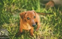 腊肠犬怀孕几个月生 腊肠犬怀孕的预产期是什么时候