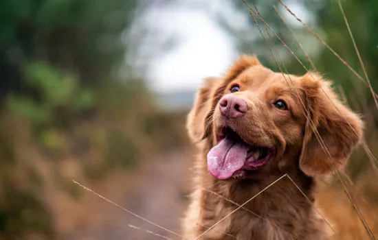 狗狗可以长期携带狂犬病毒吗