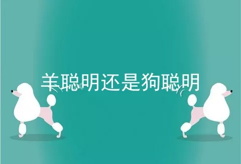 羊聪明还是狗聪明