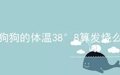 狗狗的体温38°8算发烧么