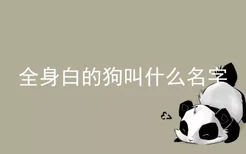 全身白的狗叫什么名字