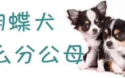 蝴蝶犬怎么分公母